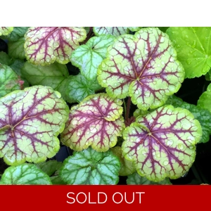 Heuchera 'Picasso' Master painter